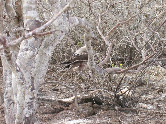 4 Bird - 100_0881 - 12.27.06 10.03