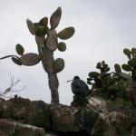 4 Bird, Cactus - 100_0944 - 12.27.06 17.33