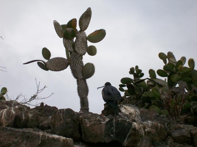 4 Bird, Cactus - 100_0944 - 12.27.06 17.33