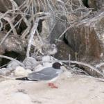 4 Bird, Chick - 100_0965 - 12.27.06 18.02