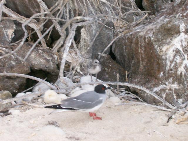 4 Bird, Chick - 100_0965 - 12.27.06 18.02