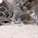 4 Bird, Chick - Crop - 100_0963 - 12.27.06 18.02
