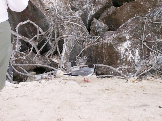 4 Bird, Chick - Crop - 100_0963 - 12.27.06 18.02