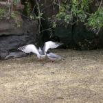 4 Birds - 100_0946 - 12.27.06 17.34
