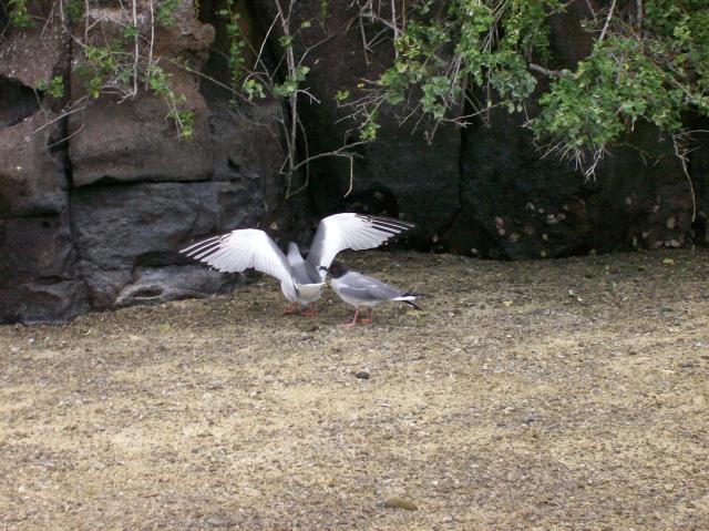 4 Birds - 100_0946 - 12.27.06 17.34