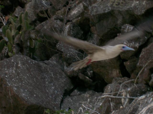 4 Flying Boobie - 100_1019 - 12.27.06 18.26