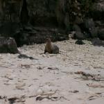 4 Sea Lion - 100_0990 - 12.27.06 18.18