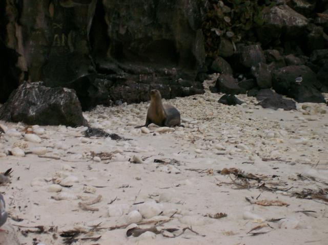 4 Sea Lion - 100_0990 - 12.27.06 18.18