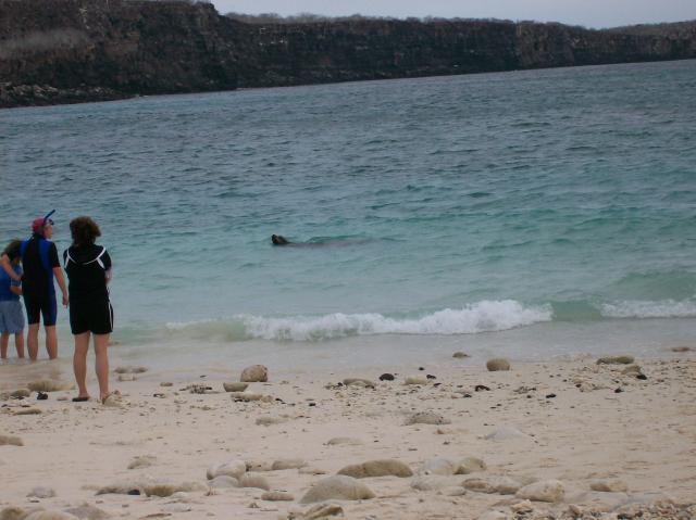 4 Sea Lion Swimming, Rocks - 100_0988 - 12.27.06 18.15