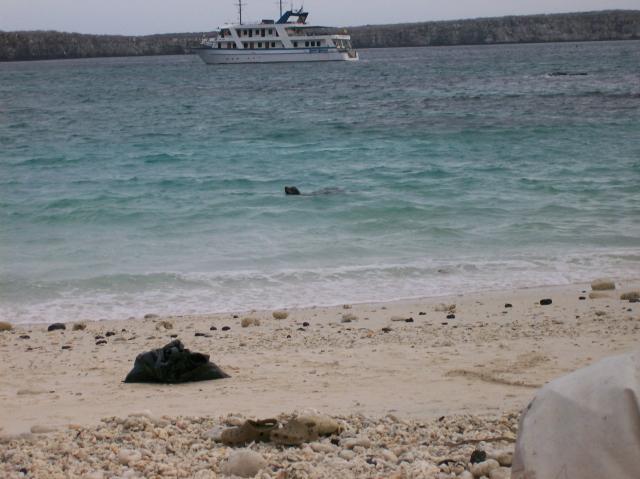 4 Sea Lion Swimming, Ship - 100_0987 - 12.27.06 18.15