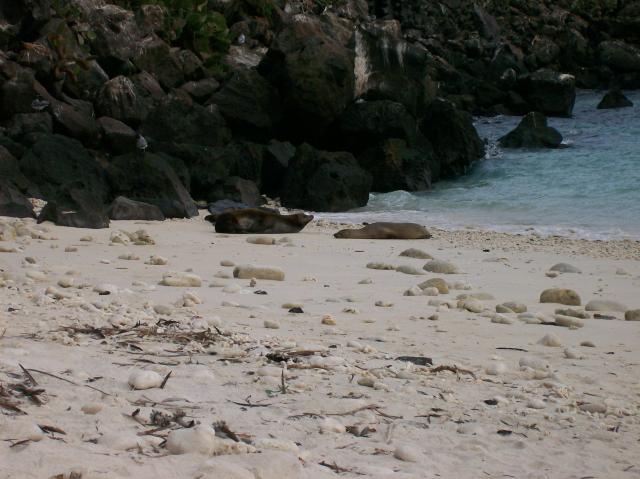 4 Sea Lions - 100_0978 - 12.27.06 18.07