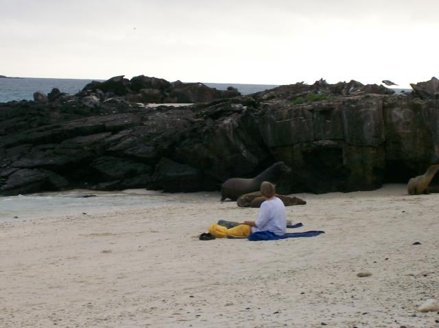 4 Sea Lions - 100_0981 - 12.27.06 18.10