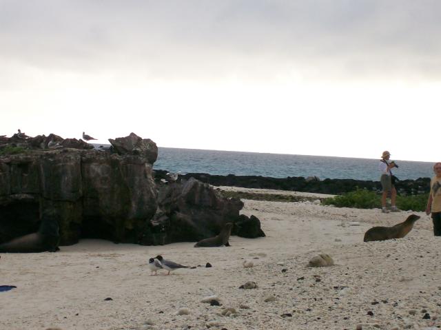 4 Sea Lions, Birds - Crop(rotate) - 100_0983 - 12.27.06 18.11