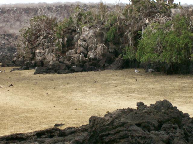 5 Rocks Sand Bushes - 100_0953 - 12.27.06 17.45