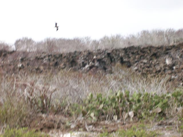 6 Bird Blurred - 100_0938 - 12.27.06 17.30