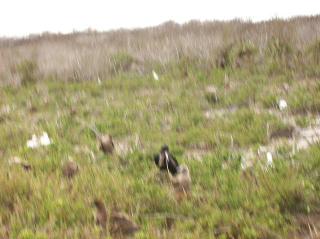 6 Birds Blurred - 100_0936 - 12.27.06 17.29