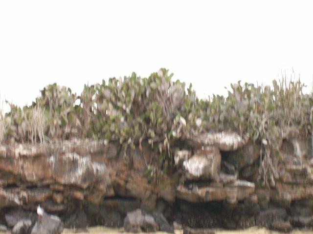 6 Birds Blurred - 100_0939 - 12.27.06 17.30