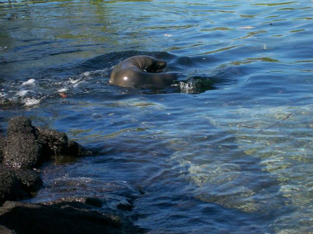 1 Sea Lion Doughnut - 100_1118 - 12.28.06 11.41