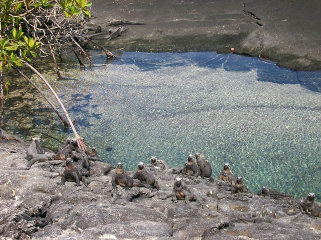 2 Iguana Pool - 100_1111 - 12.28.06 11.12
