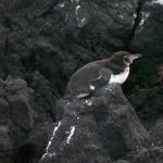 2 Penguin - 100_1142 - 12.28.06 18.03