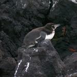 2 Penguin Crabs - 100_1143 - 12.28.06 18.03