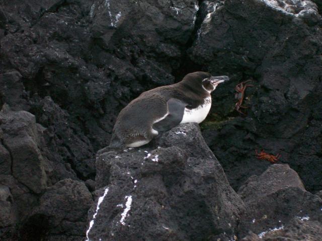 2 Penguin Crabs - 100_1143 - 12.28.06 18.03