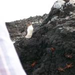 2 Penguins - 100_1137 - 12.28.06 18.02