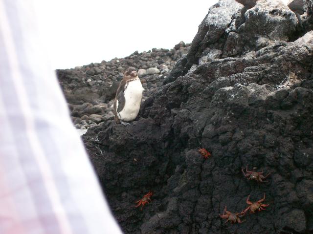 2 Penguins - 100_1137 - 12.28.06 18.02