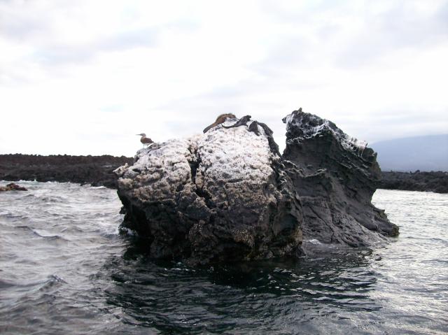2 Rocks Birds Iguanas - 100_1163 - 12.28.06 18.27