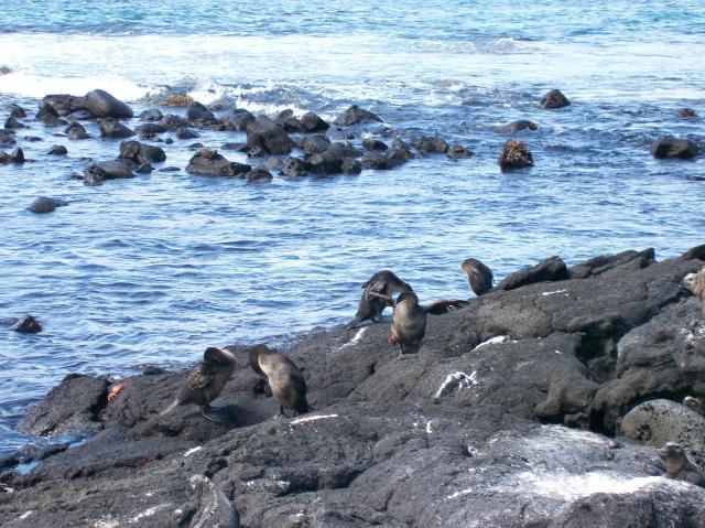 3 Birds - 100_1122 - 12.28.06 12.22