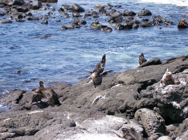 3 Birds Iguana - 100_1124 - 12.28.06 12.23