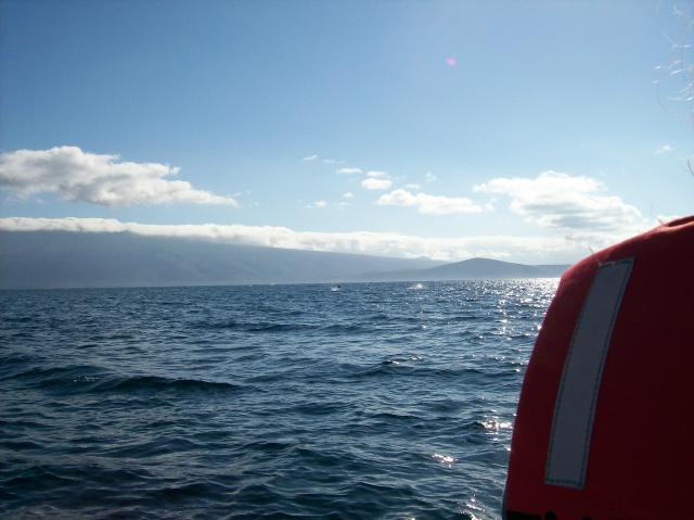 3 Dolphins - 100_1080 - 12.28.06 09.39
