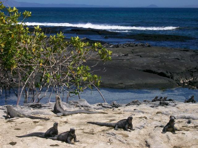 3 Iguana Beach - 100_1106 - 12.28.06 11.10