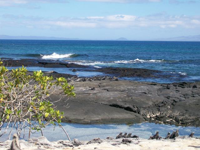 3 Iguana Beach - 100_1108 - 12.28.06 11.11