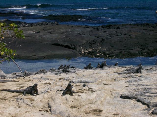 3 Iguana Beach - Crop - 100_1107 - 12.28.06 11.10