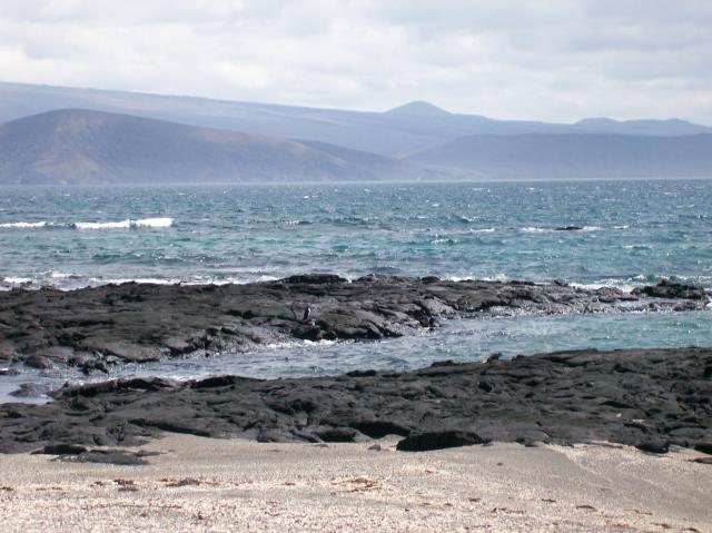 3 Penguin Beach Rocks Water - 100_1121 - 12.28.06 12.01