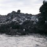 3 Penguins - 100_1132 - 12.28.06 18.00