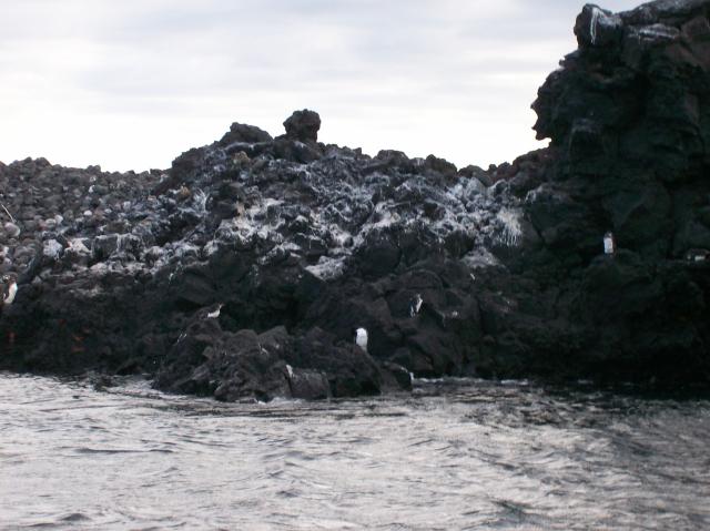 3 Penguins - 100_1132 - 12.28.06 18.00