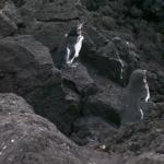 3 Penguins - 100_1145 - 12.28.06 18.03
