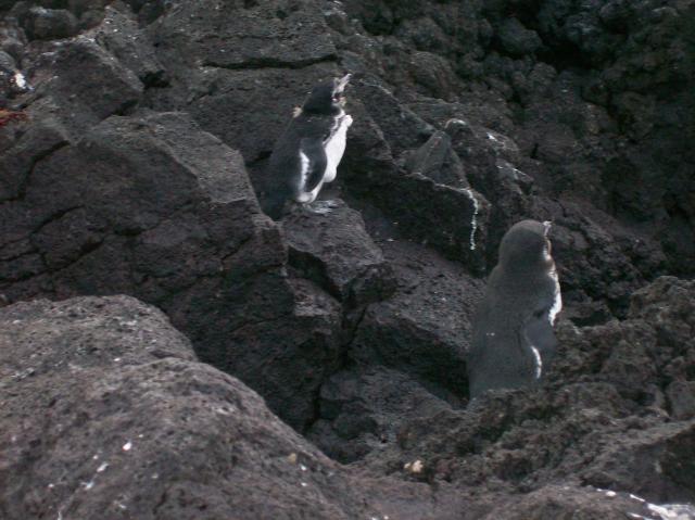 3 Penguins - 100_1145 - 12.28.06 18.03