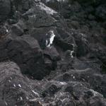 3 Penguins - 100_1150 - 12.28.06 18.04