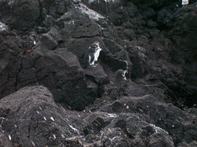 3 Penguins - 100_1150 - 12.28.06 18.04
