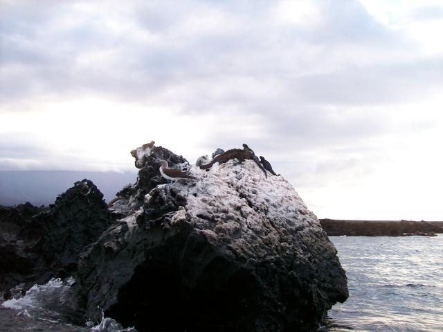 3 Rocks, Iguanas - 100_1164 - 12.28.06 18.29