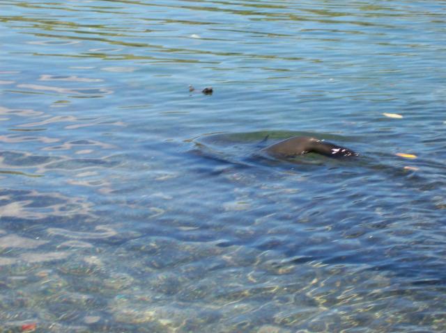 3 Sea Lion Dive - Crop - 100_1115 - 12.28.06 11.39