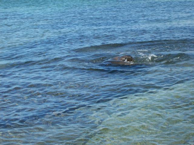 3 Sea Lion Doughnut - Crop - 100_1120 - 12.28.06 11.42