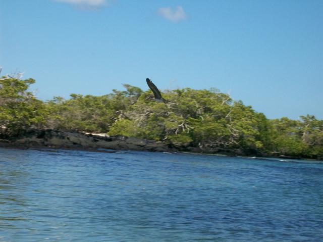 4 Bird Flying - 100_1113 - 12.28.06 11.38