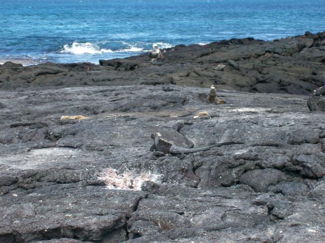 4 Birds Iguanas - 100_1125 - 12.28.06 12.23