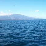 4 Dolphins - 100_1069 - 12.28.06 09.34