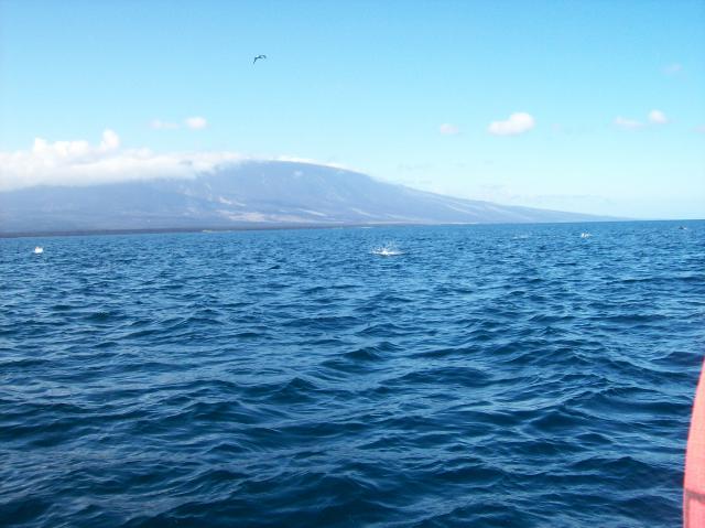 4 Dolphins - 100_1069 - 12.28.06 09.34