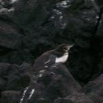 4 Penguin - 100_1140 - 12.28.06 18.02